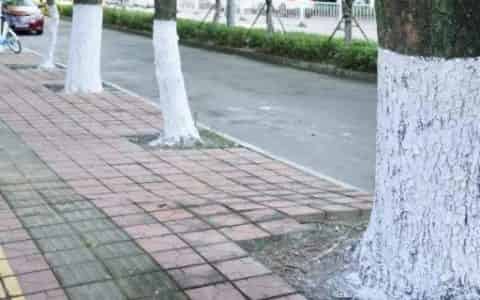 树为什么要涂一层白色