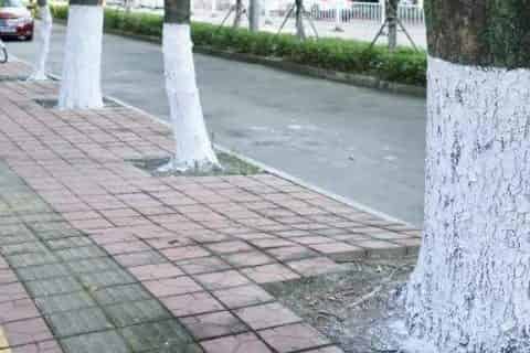 树为什么要涂一层白色