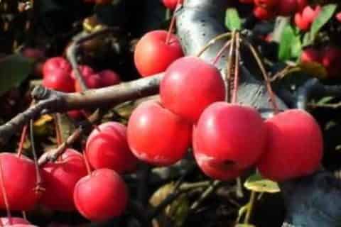 贵人果的养殖方法和注意事项