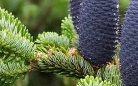 裸子植物的特点