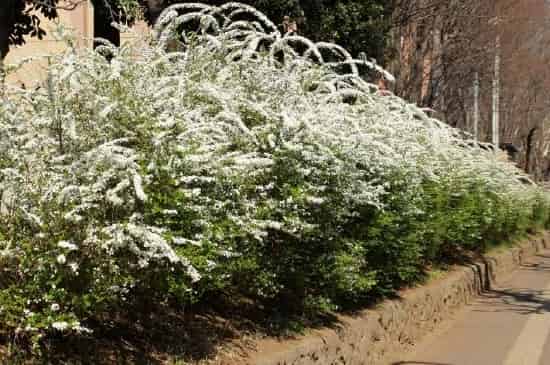 水培雪柳的养殖方法和注意事项