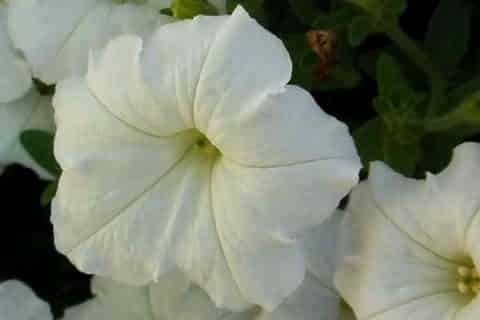 月光花的花语