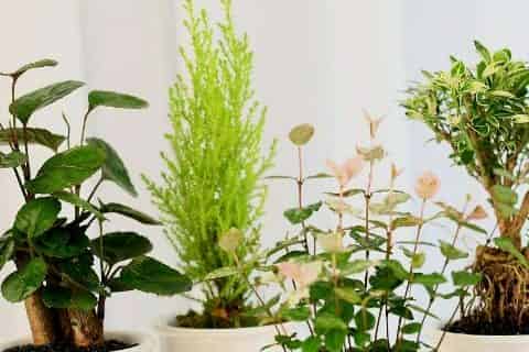 养花的水多久换一次水