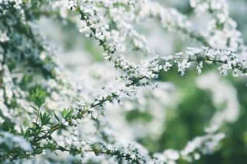 冬天泡水里能开花的干枝