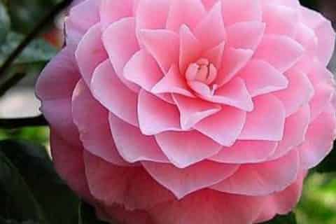 什么花在冬天开放