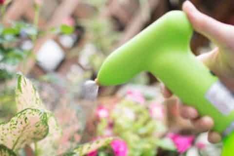 花长腻虫怎么处理