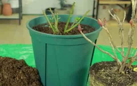 冬天换盆的花要不要马上浇水