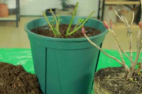 冬天换盆的花要不要马上浇水