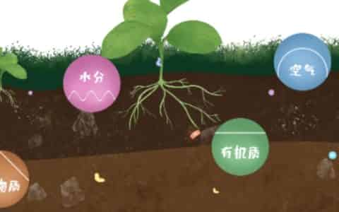 植物通过什么输送水分