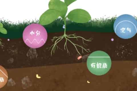 植物通过什么输送水分
