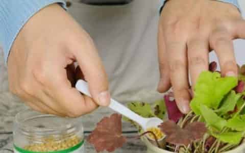 冬季施肥应该注意什么