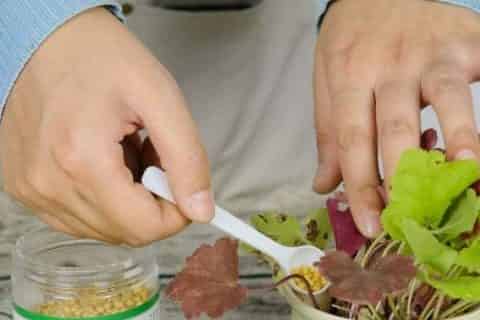 冬季施肥应该注意什么