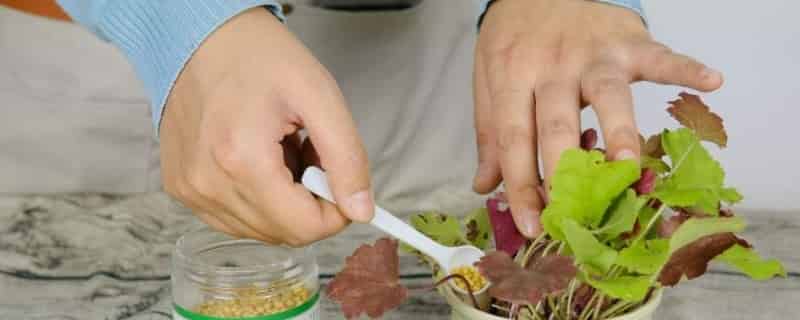 冬季施肥应该注意什么