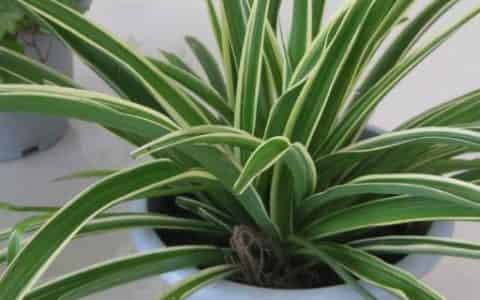 家里养绿色植物可以净化空气、杀菌消毒吗