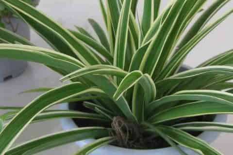 家里养绿色植物可以净化空气、杀菌消毒吗