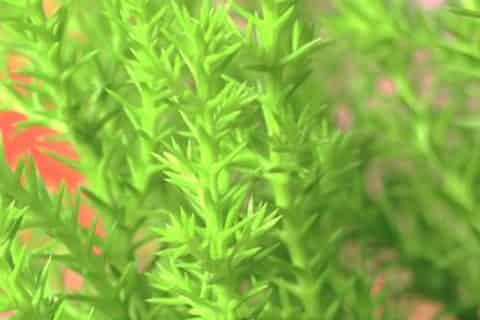 香松的花语和寓意