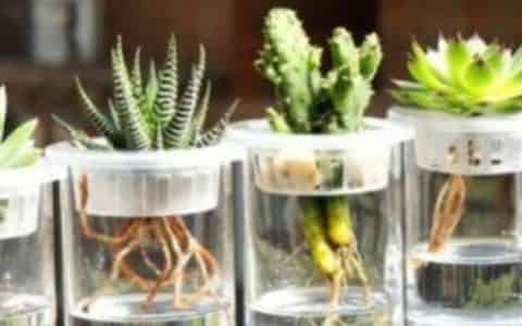 水培植物换水还是加水