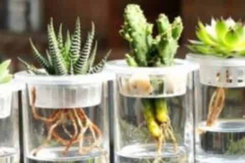 水培植物换水还是加水