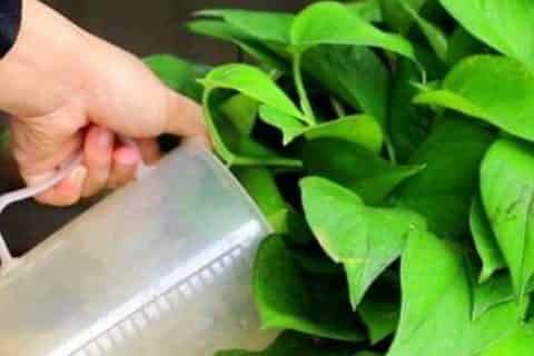 发酵的淘米水可以直接浇花吗