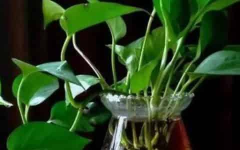 水培植物如何杀虫子