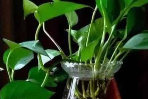 水培植物如何杀虫子