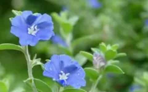蓝星花的养殖方法和注意事项