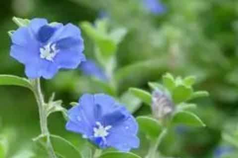 蓝星花的养殖方法和注意事项