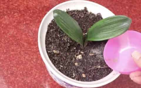 蚊香灰能放花盆里吗
