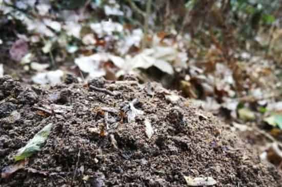花盆里潮虫怎么彻底消灭