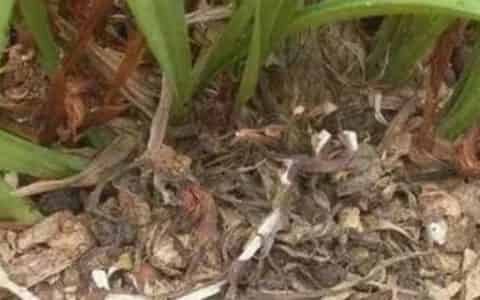 花盆里潮虫怎么彻底消灭