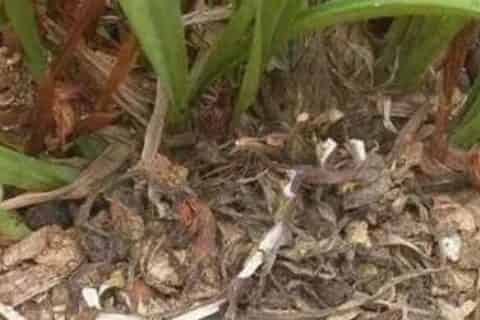 花盆里潮虫怎么彻底消灭