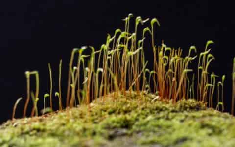 种子催芽方法五种方法