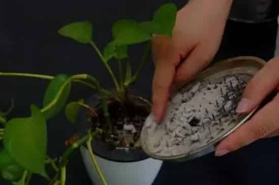 蚊香灰可以养花杀虫吗