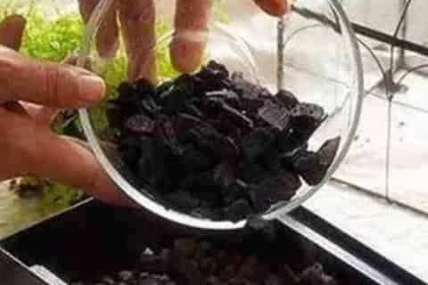 蚊香灰可以养花杀虫吗