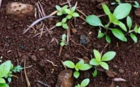 家里的花盆里面有蚂蚁要怎么解决