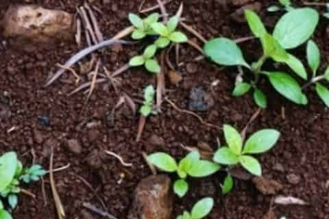 家里的花盆里面有蚂蚁要怎么解决