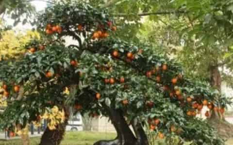 金弹子盆景如何造型