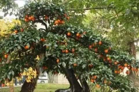 金弹子盆景如何造型
