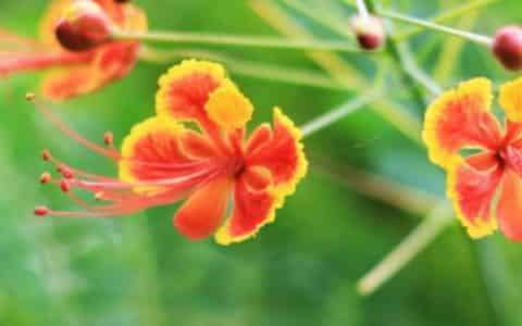 凤凰花的花语和传说