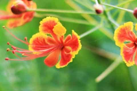 凤凰花的花语和传说