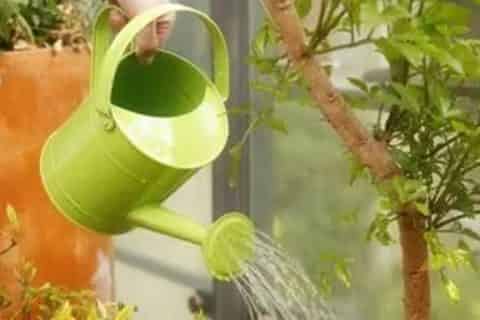 磷酸二氢钾怎么浇花