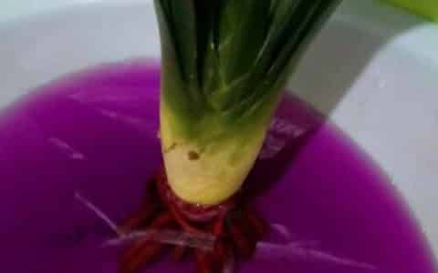 高锰酸钾泡植物根多久