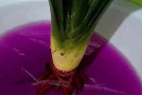 高锰酸钾泡植物根多久