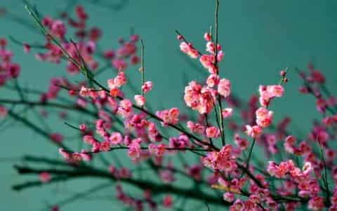 梅兰竹菊的花语