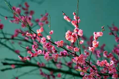 梅兰竹菊的花语
