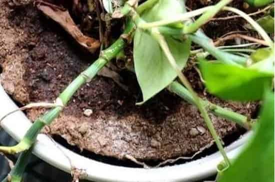 花根腐烂怎么治疗
