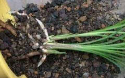 花根腐烂怎么治疗