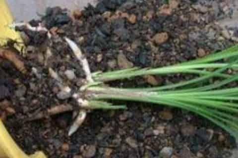 花根腐烂怎么治疗