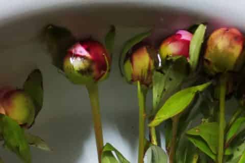 醒花要不要去掉叶子