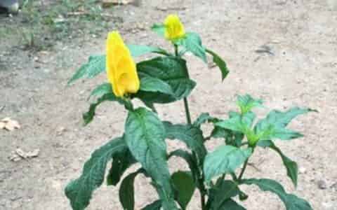 黄金塔花一年开几次花